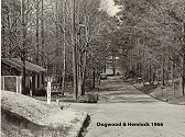 Dogwood and Hemlock